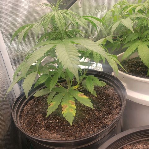 Geloctane  growlog photo: Did a soil test on the super skunk today low nitrogen i think 