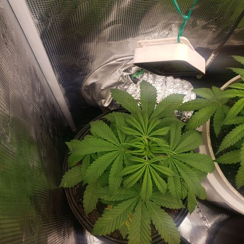 Geloctane  growlog photo: Did a soil test on the super skunk today low nitrogen i think 