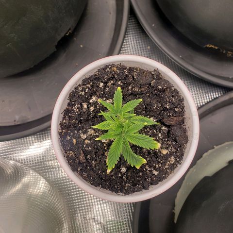 Geloctane  growlog photo: Watered these 5 plants 12:00am 