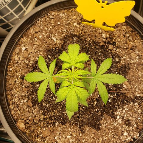 Geloctane  growlog photo: Watered these 5 plants 12:00am 