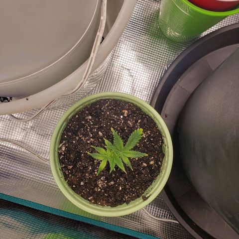 Geloctane  growlog photo: Watered these 5 plants 12:00am 