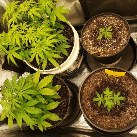 Geloctane  growlog photo: Watered these 5 plants 12:00am 