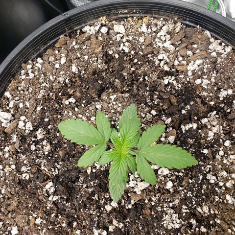 Geloctane  growlog photo: Watered these 5 plants 12:00am 