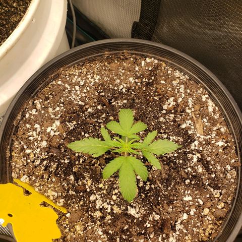 Geloctane  growlog photo: Watered these 5 plants 12:00am 