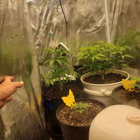 Geloctane  growlog photo: Plants are struggling trying to figure out what's wrong 