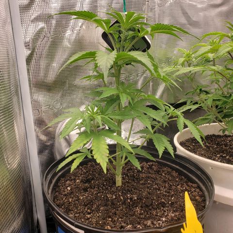 Geloctane  growlog photo: Plants are struggling trying to figure out what's wrong 
