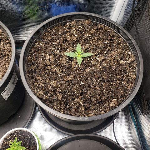 Geloctane  growlog photo: Plants are struggling trying to figure out what's wrong 