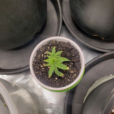 Geloctane  growlog photo: Plants are struggling trying to figure out what's wrong 