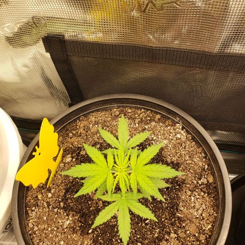 Geloctane  growlog photo: Plants are struggling trying to figure out what's wrong 