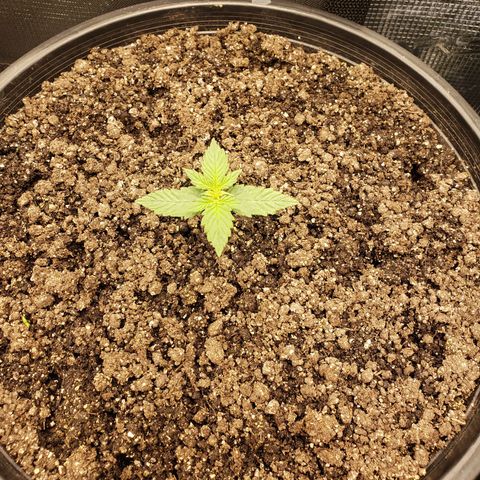 Geloctane  growlog photo: Plants are struggling trying to figure out what's wrong 