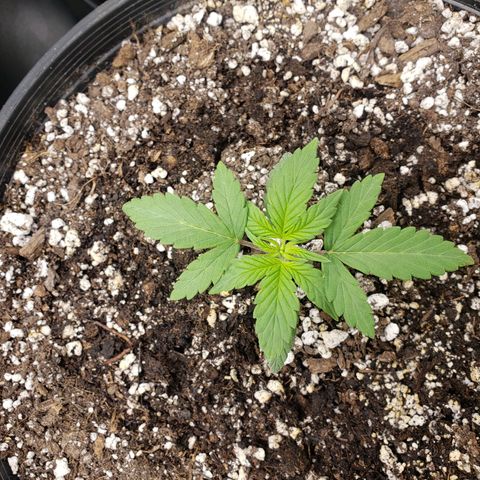 Geloctane  growlog photo: Plants are struggling trying to figure out what's wrong 
