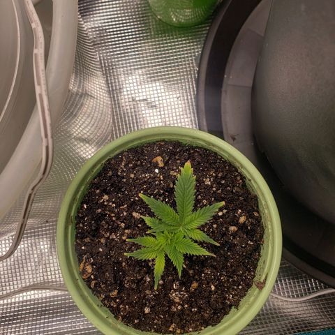 Geloctane  growlog photo: Plants are struggling trying to figure out what's wrong 