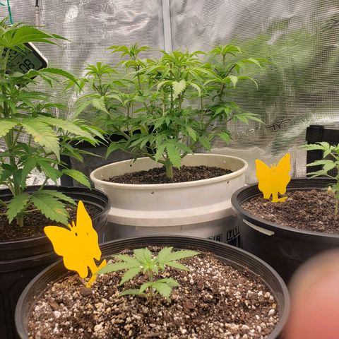 Geloctane  growlog photo: Plants are struggling trying to figure out what's wrong 