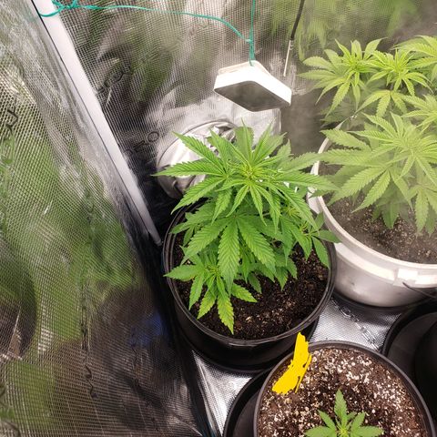 Geloctane  growlog photo: Plants are struggling trying to figure out what's wrong 