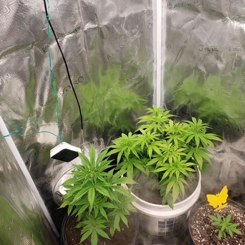 Geloctane  growlog photo: I think the plans are looking a little healthier 