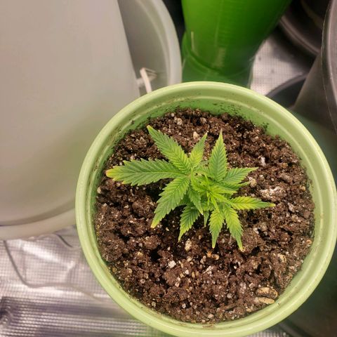 Geloctane  growlog photo: I think the plans are looking a little healthier 