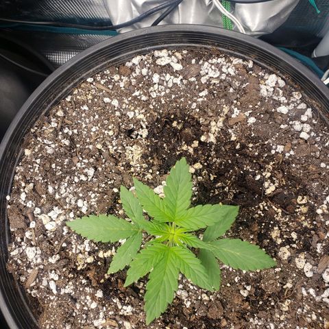 Geloctane  growlog photo: I think the plans are looking a little healthier 