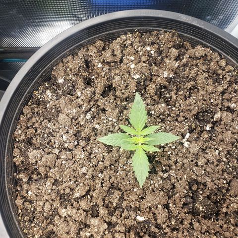 Geloctane  growlog photo: I think the plans are looking a little healthier 