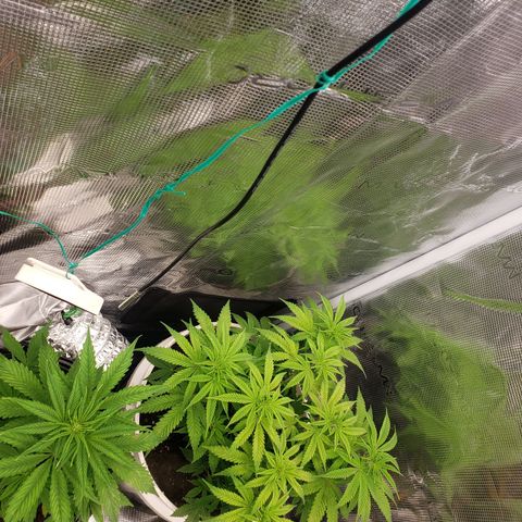 Geloctane  growlog photo: I think the plans are looking a little healthier 