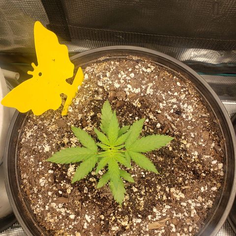 Geloctane  growlog photo: I think the plans are looking a little healthier 