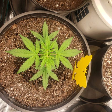 Geloctane  growlog photo: I think the plans are looking a little healthier 