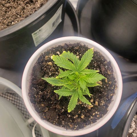 Geloctane  growlog photo: I think the plans are looking a little healthier 