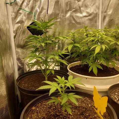 Geloctane  growlog photo: I think the plans are looking a little healthier 