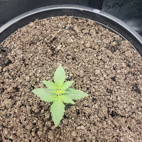 Geloctane  growlog photo: I think the plans are looking a little healthier 