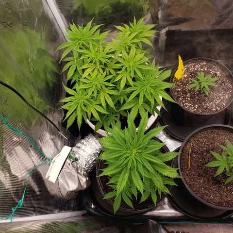 Geloctane  growlog photo: Fed both plants nutrients at 12 PM