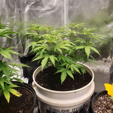 Geloctane  growlog photo: Fed both plants nutrients at 12 PM