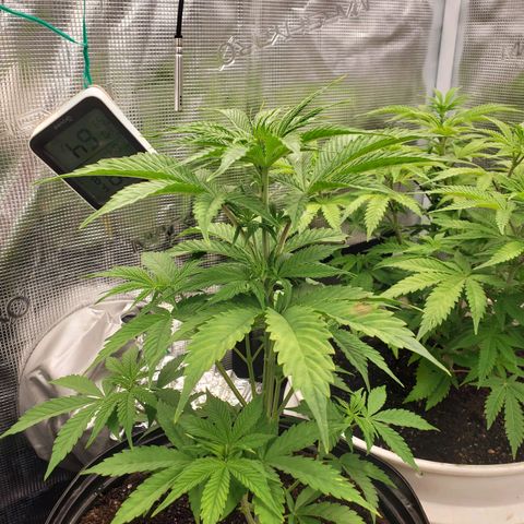 Geloctane  growlog photo: Fed both plants nutrients at 12 PM