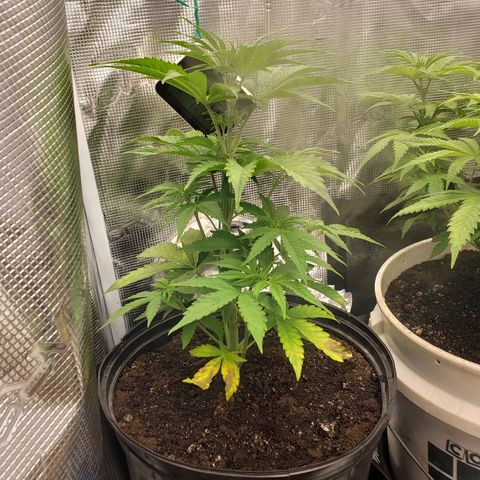 Geloctane  growlog photo: Fed both plants nutrients at 12 PM