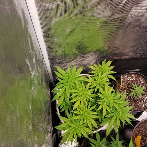 Geloctane  growlog photo: Fed both plants nutrients at 12 PM