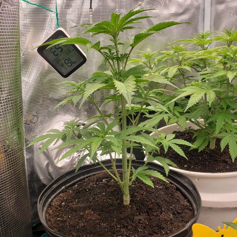 Geloctane  growlog photo: Fed both plants nutrients at 12 PM