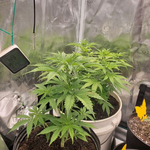 Geloctane  growlog photo: Fed both plants nutrients at 12 PM
