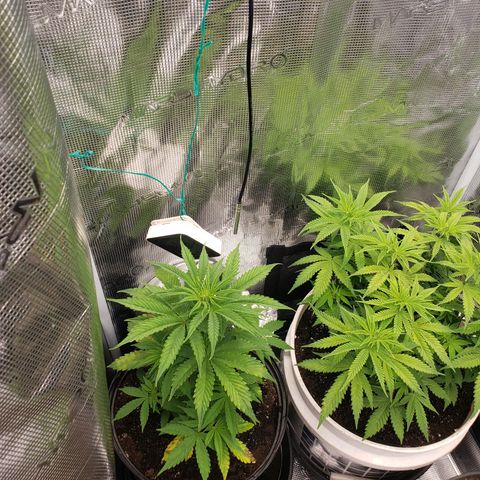 Geloctane  growlog photo: Fed both plants nutrients at 12 PM