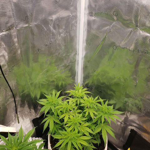 Geloctane  growlog photo: Fed both plants nutrients at 12 PM