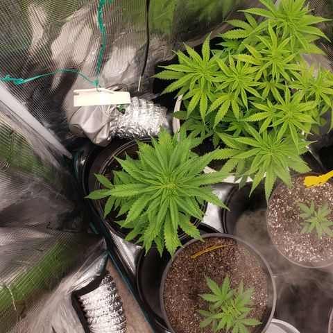 Geloctane  growlog photo: Fed both plants nutrients at 12 PM