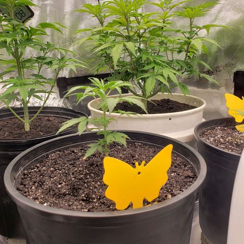 Geloctane  growlog photo: Plants are looking better