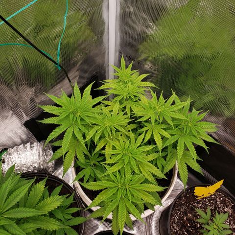 Geloctane  growlog photo: Plants are looking better
