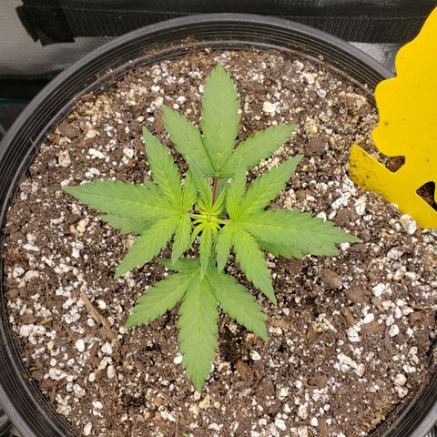 Geloctane  growlog photo: Plants are looking better