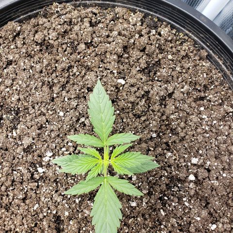 Geloctane  growlog photo: Plants are looking better
