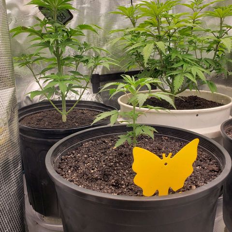 Geloctane  growlog photo: Plants are looking better