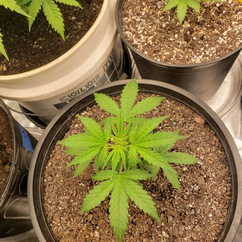 Geloctane  growlog photo: Plants are looking better