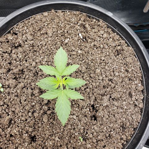 Geloctane  growlog photo: Plants are looking better