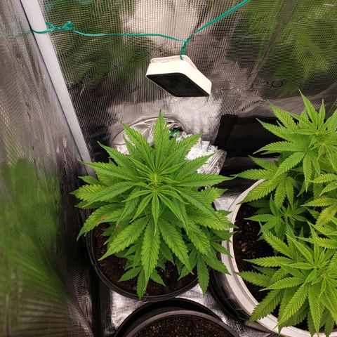 Geloctane  growlog photo: Plants are looking better
