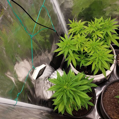 Geloctane  growlog photo: Plants are looking better