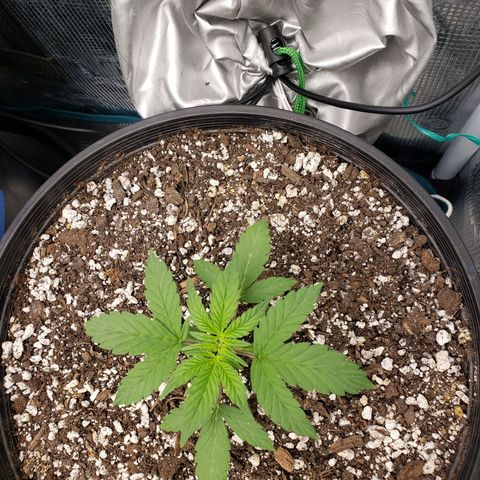 Geloctane  growlog photo: Plants are looking better
