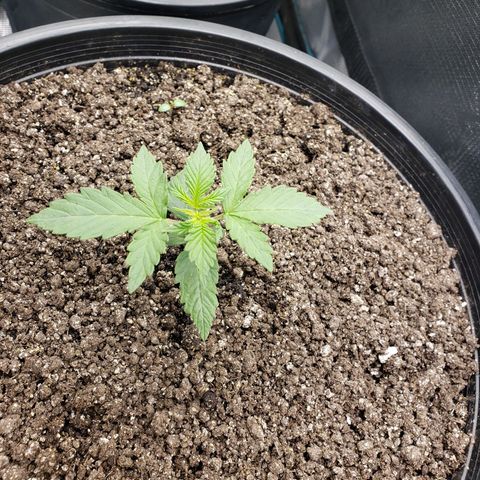 Geloctane  growlog photo: They're all getting big 