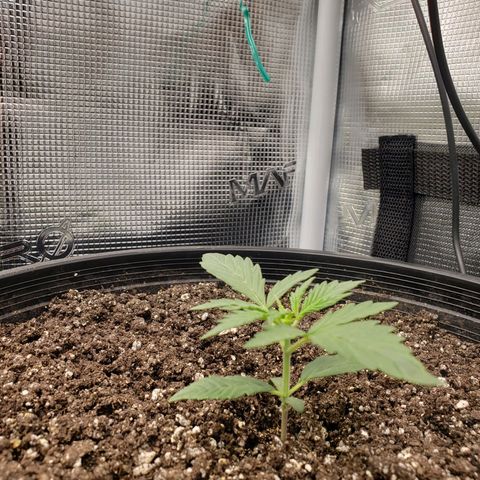 Geloctane  growlog photo: They're all getting big 